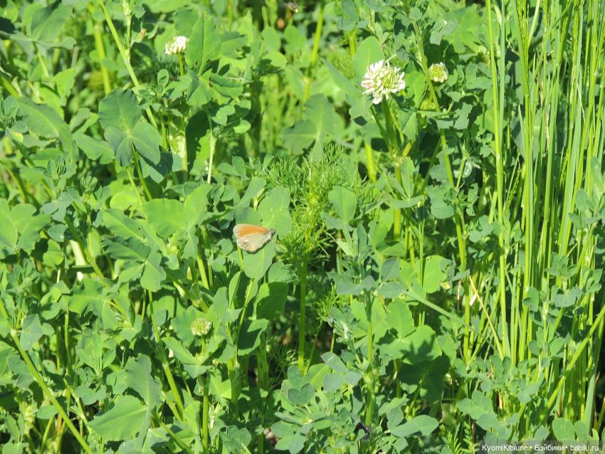 ADVNTURE едут искать adventures на свои эти самые