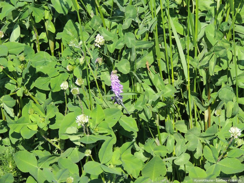 ADVNTURE едут искать adventures на свои эти самые