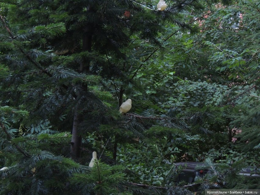 Следствие вели с Кëнилем Кинном