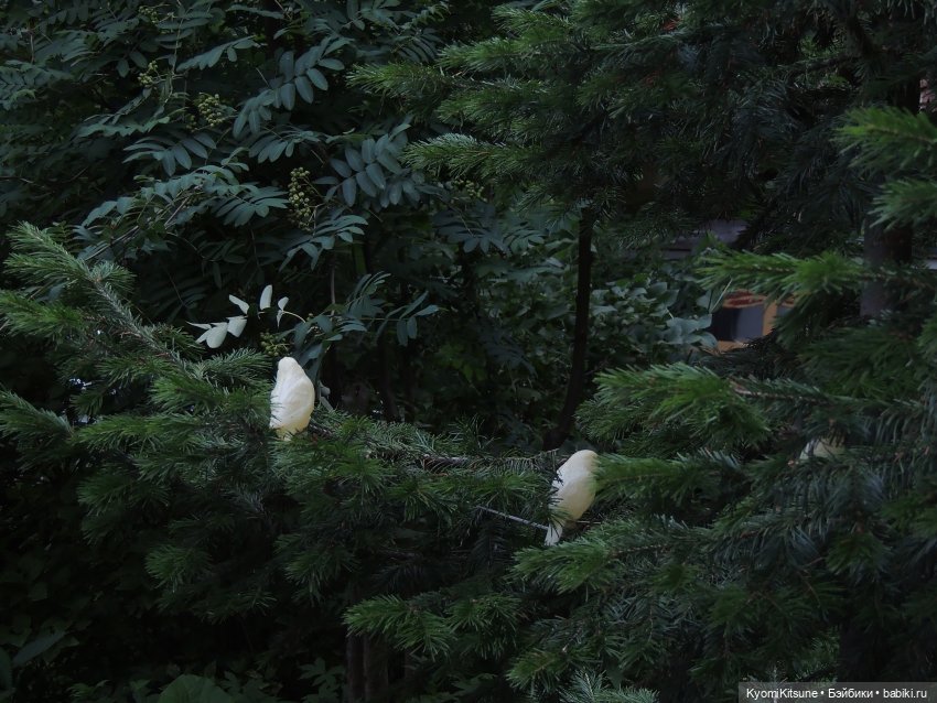 Следствие вели с Кëнилем Кинном