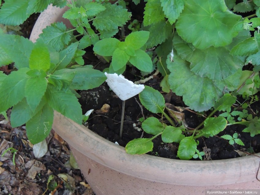 Следствие вели с Кëнилем Кинном