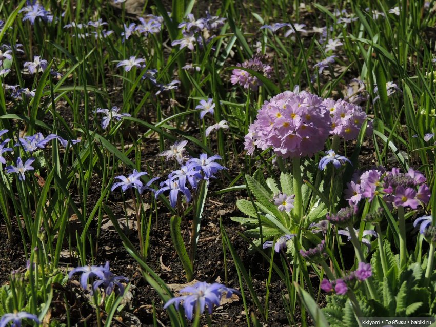 Жулики краше цветов — Куклы BTS (БТС) от Mattel: K