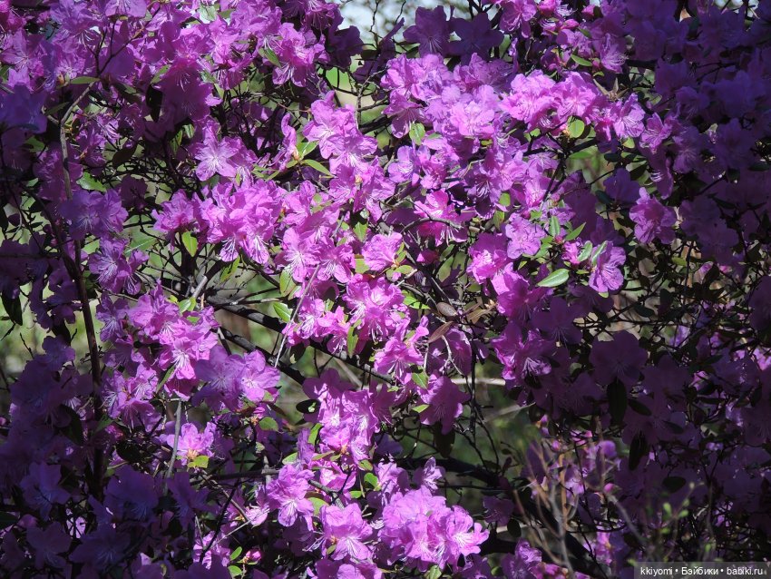 Жулики краше цветов — Куклы BTS (БТС) от Mattel: K (фото 10)