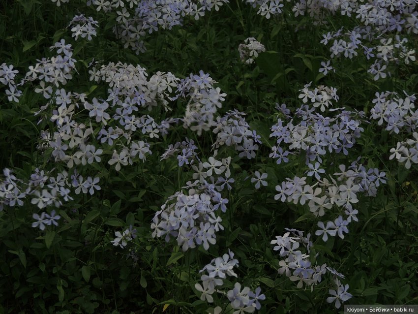 Цветуëчек🌸 в кустах или история одних штанов