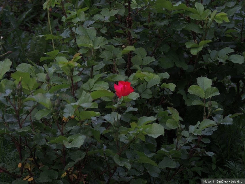 Цветуëчек🌸 в кустах или история одних штанов