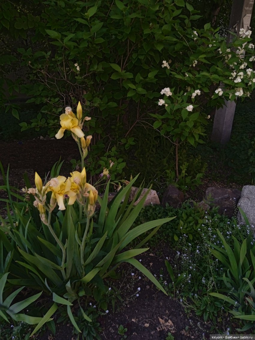 Только не в шиповный куст