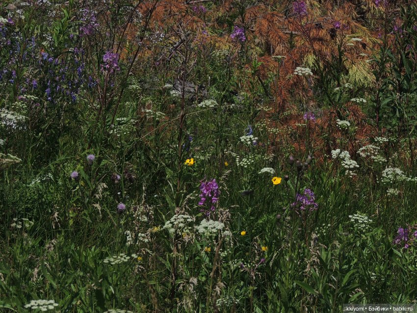 Сами мы люди не местные или sugar rush баленсиага village эдишн