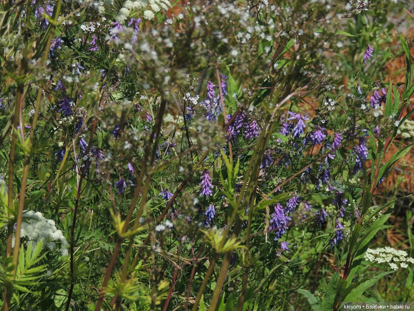 Сами мы люди не местные или sugar rush баленсиага village эдишн