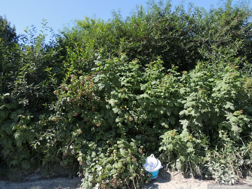 Сами мы люди не местные или sugar rush баленсиага village эдишн