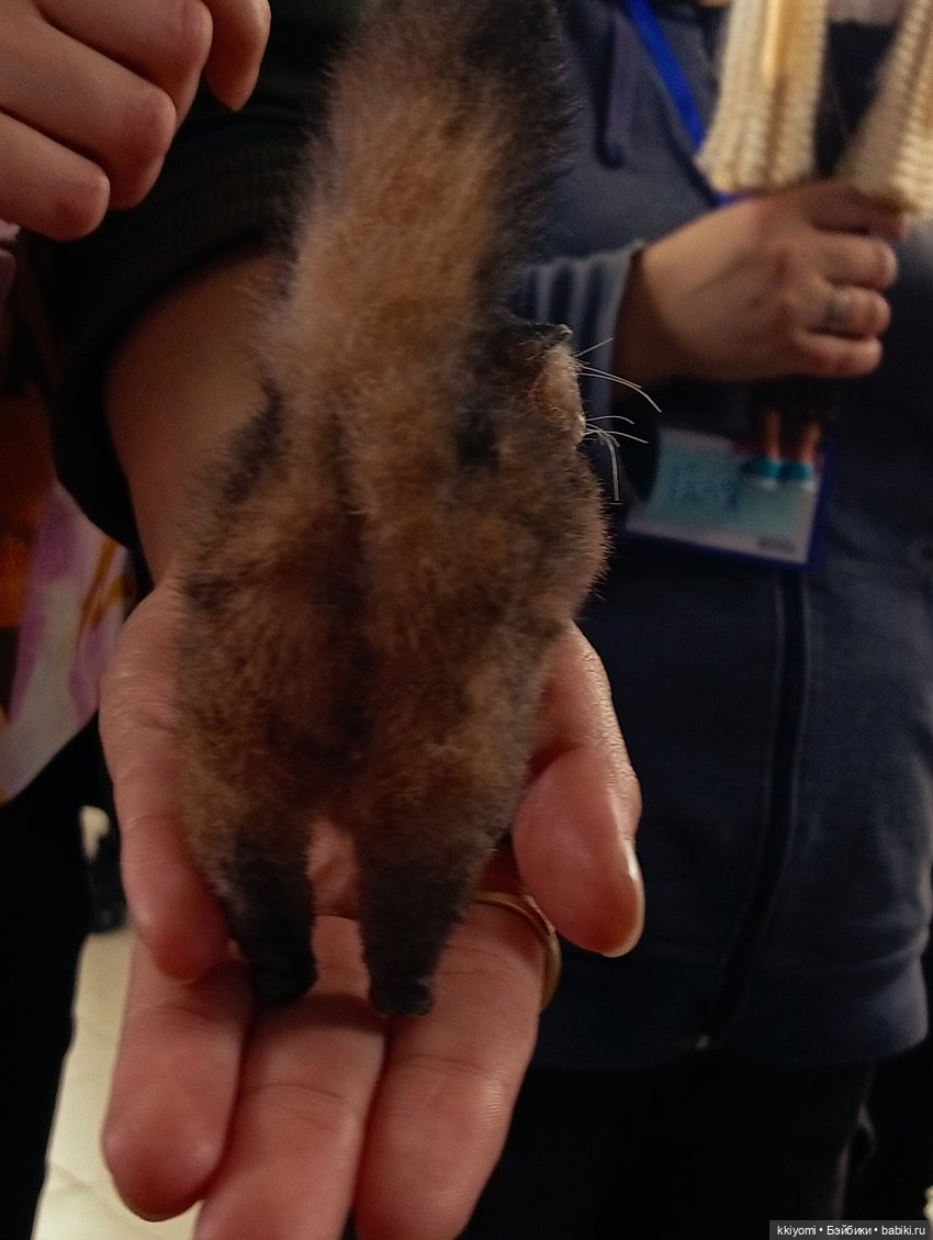 Сеульские кукловстречи и что я там опять нахомячила:3