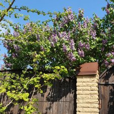 30 апреля, +24°. Весна в Ростове-на-Дону. Я здесь живу