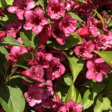 Любителям ПРЕКРАСНОГО посвящается