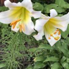 Июньская прогулка