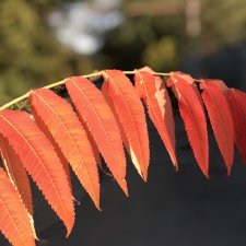 Краски осени