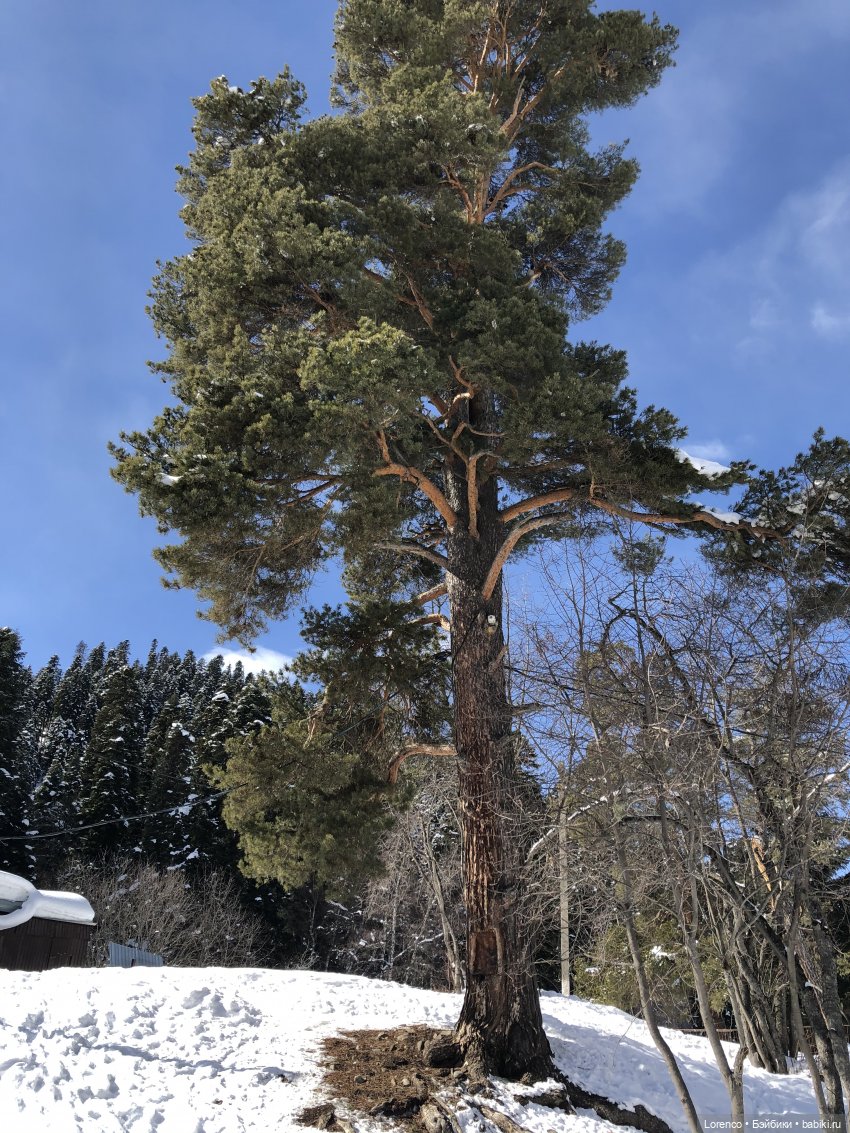 Прогулка в Архыз — Авторские мишки Тедди и друзья: фото (фото 7)