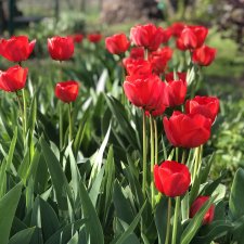 Тюльпаны расцвели