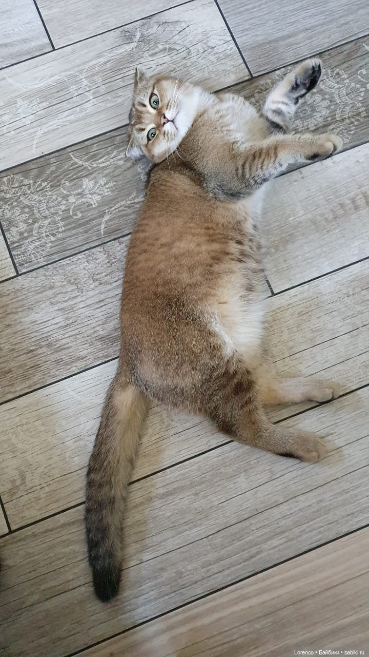 А где же ежик? Не про куклы или топик на злобу дня | Бэйбики А где же ежик? Не про куклы или топик на злобу дня (фото 7)