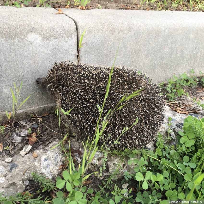 А где же ежик? Не про куклы или топик на злобу дня