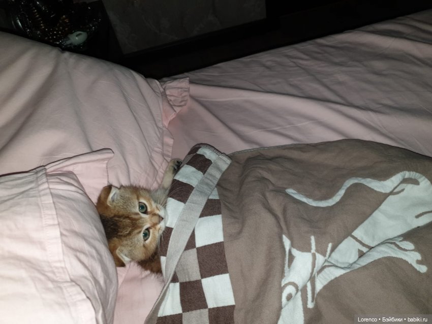 А где же ежик? Не про куклы или топик на злобу дня | Бэйбики А где же ежик? Не про куклы или топик на злобу дня (фото 4)