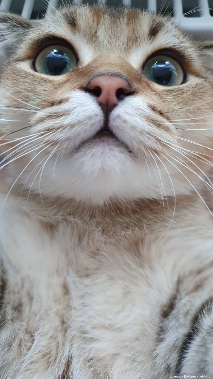 А где же ежик? Не про куклы или топик на злобу дня | Бэйбики А где же ежик? Не про куклы или топик на злобу дня (фото 6)