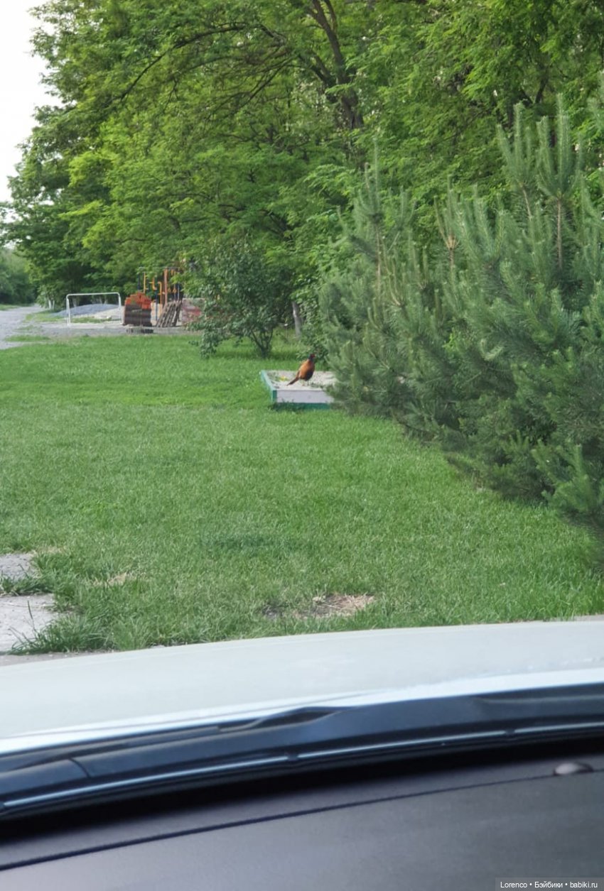 А где же ежик? Не про куклы или топик на злобу дня | Бэйбики А где же ежик? Не про куклы или топик на злобу дня (фото 3)