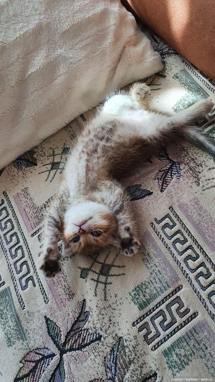 А где же ежик? Не про куклы или топик на злобу дня | Бэйбики А где же ежик? Не про куклы или топик на злобу дня (фото 5)