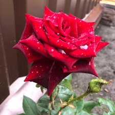 Дождливый день