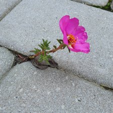 Стремление к жизни