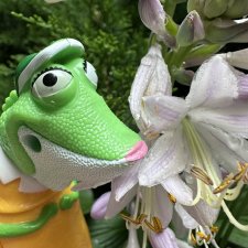 Миссис Ползли