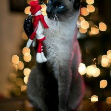 С новым годом