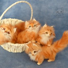 Четыре рыжих котенка, Мейн-Куна