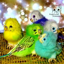 Волнистые попугайчики