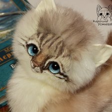 Котенок породы : Невский Маскарадный, окрас сил тэбби пойнт