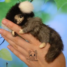 Белоухая игрунка