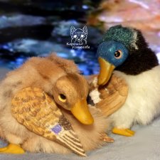 Утки. Весенняя пара