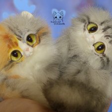 Котята породы: Керл