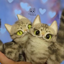 Американские короткошерстные котята