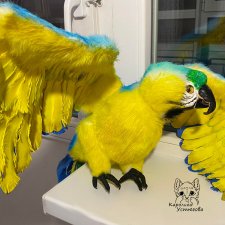 Попугай Ара. Желто-голубой