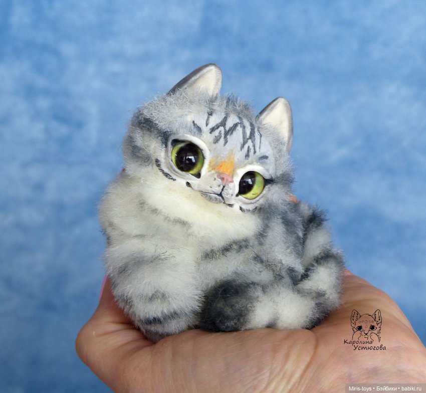 Американские короткошерстные коты (фото 5)