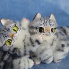 Американские короткошерстные коты