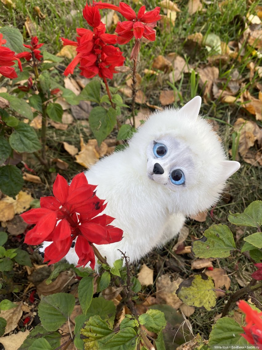 Полярный волчонок на прогулке осенью (фото 4)