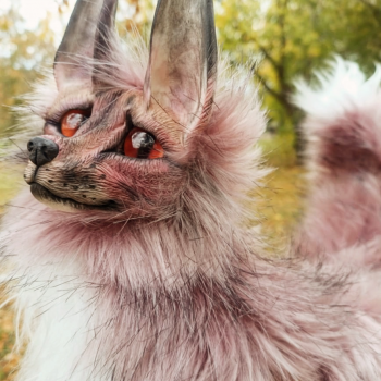 Последняя прогулка с лисой Сакурой. Скоро тебе домой❤️