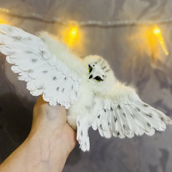 И снова Совушка!