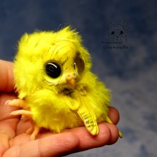 Птенец волнистый попугайчик (Желтый)