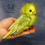 Волнистый попугайчик зеленый - желтолиций