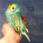 Волнистый попугайчик мятный - желтолиций