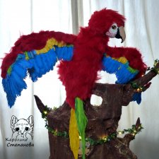 Попугай Ара