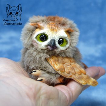 Совенок Ушастой совы по имени Груша