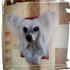 Мои портреты