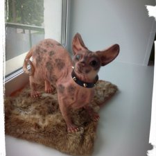 Мои сфинксы